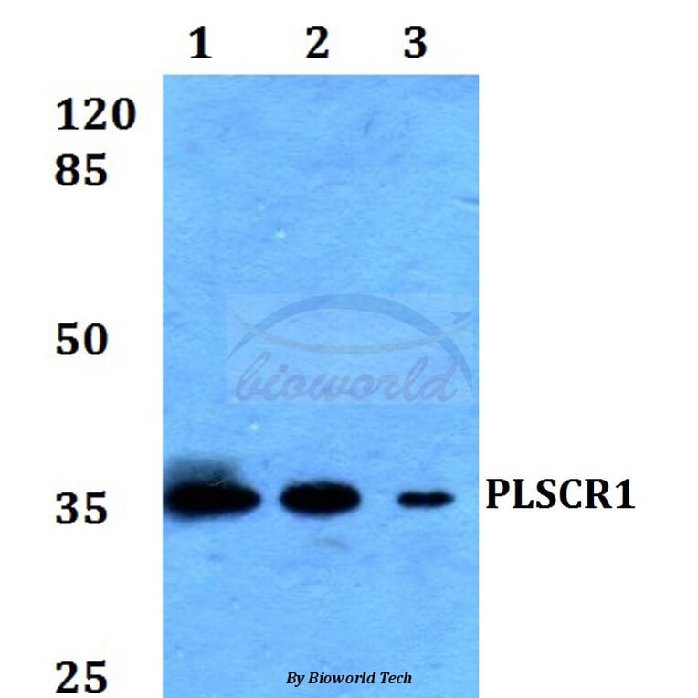 Anti-PLSCR1 Antibody from Bioworld Technology (BS60203) - Antibodies.com