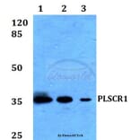 Anti-PLSCR1 Antibody from Bioworld Technology (BS60203) - Antibodies.com