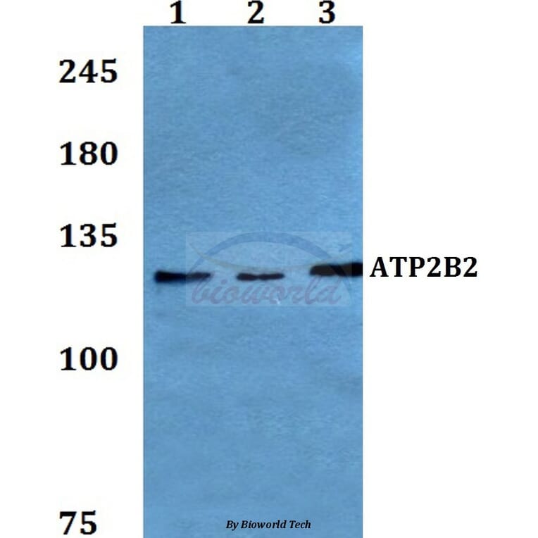 Anti-ATP2B2 Antibody from Bioworld Technology (BS60204) - Antibodies.com