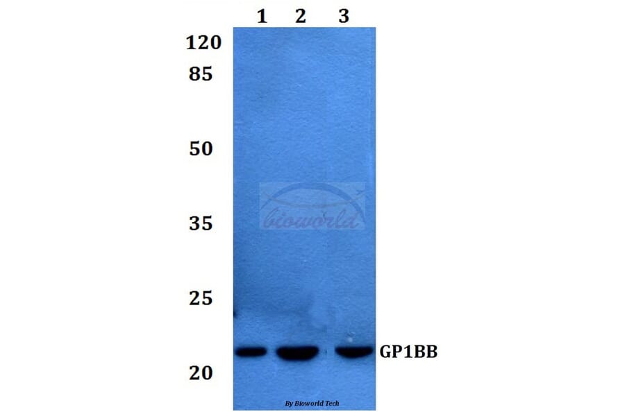 Anti-CD42c Antibody from Bioworld Technology (BS60205) - Antibodies.com