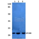 Anti-CD42c Antibody from Bioworld Technology (BS60205) - Antibodies.com