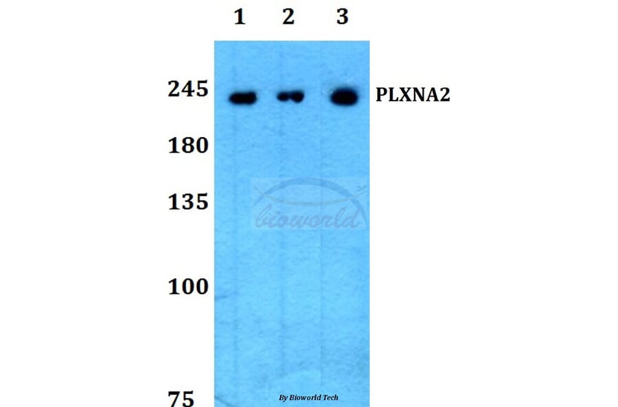 Anti-PLXNA2 Antibody from Bioworld Technology (BS60206) - Antibodies.com