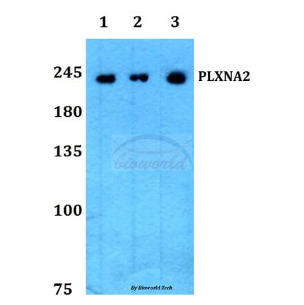 Anti-PLXNA2 Antibody from Bioworld Technology (BS60206) - Antibodies.com