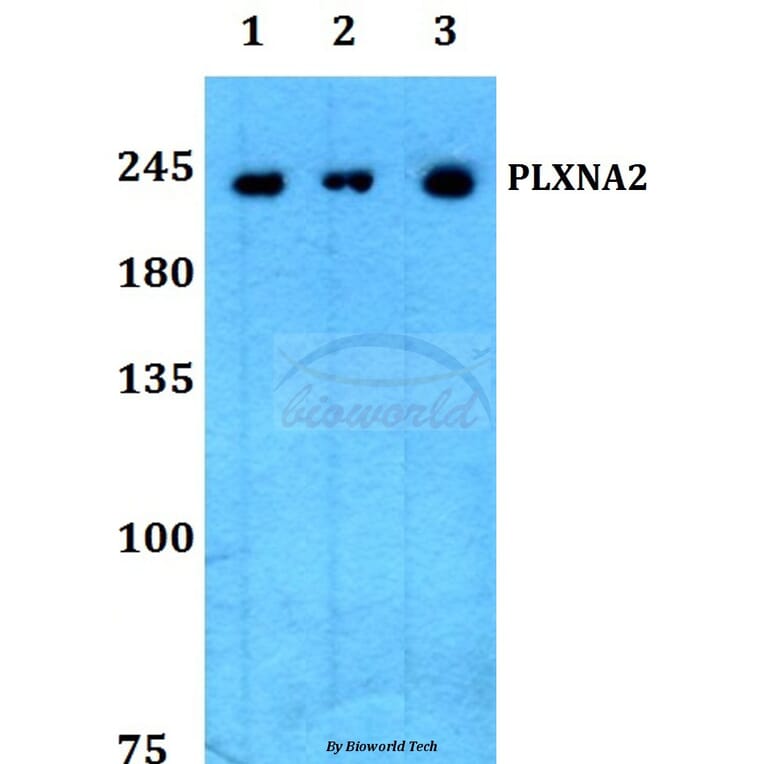 Anti-PLXNA2 Antibody from Bioworld Technology (BS60206) - Antibodies.com