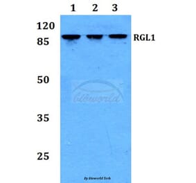 Anti-RGL1 Antibody from Bioworld Technology (BS60212) - Antibodies.com