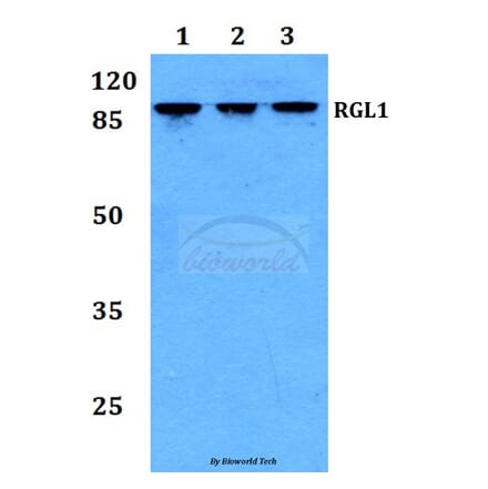 Anti-RGL1 Antibody from Bioworld Technology (BS60212) - Antibodies.com