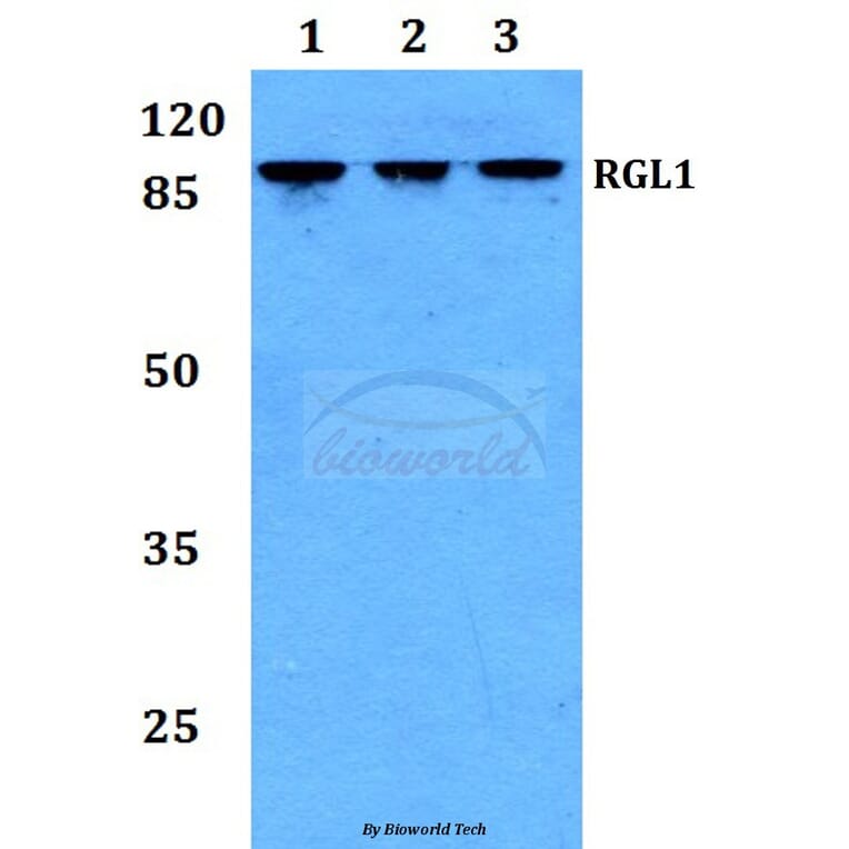 Anti-RGL1 Antibody from Bioworld Technology (BS60212) - Antibodies.com