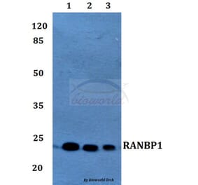 Anti-RANBP1 Antibody from Bioworld Technology (BS60214) - Antibodies.com