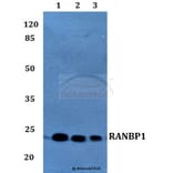 Anti-RANBP1 Antibody from Bioworld Technology (BS60214) - Antibodies.com