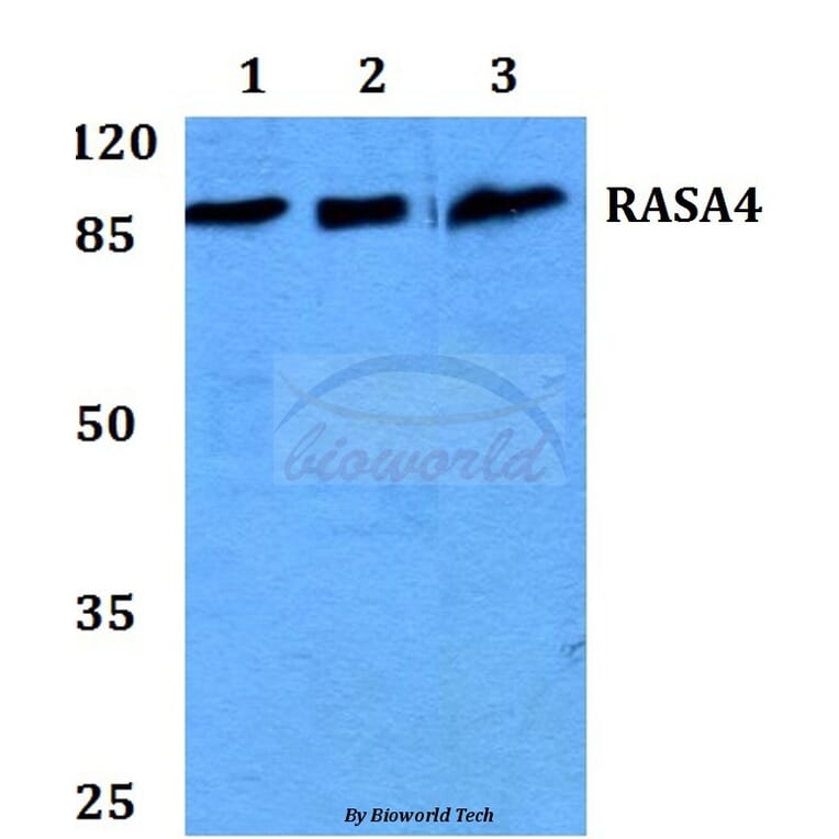 Anti-RASA4 Antibody from Bioworld Technology (BS60215) - Antibodies.com