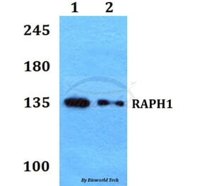 Anti-RAPH1 Antibody from Bioworld Technology (BS60216) - Antibodies.com