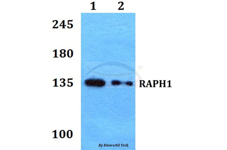 Anti-RAPH1 Antibody from Bioworld Technology (BS60216) - Antibodies.com