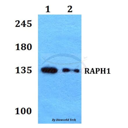 Anti-RAPH1 Antibody from Bioworld Technology (BS60216) - Antibodies.com