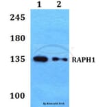 Anti-RAPH1 Antibody from Bioworld Technology (BS60216) - Antibodies.com