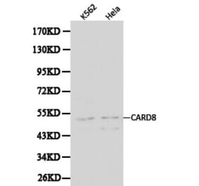 Anti-CARD8 Antibody from Bioworld Technology (BS6022) - Antibodies.com