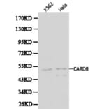 Anti-CARD8 Antibody from Bioworld Technology (BS6022) - Antibodies.com