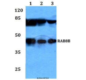 Anti-RAB8B Antibody from Bioworld Technology (BS60223) - Antibodies.com