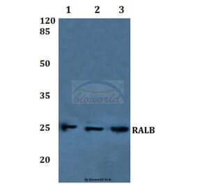 Anti-RALB Antibody from Bioworld Technology (BS60224) - Antibodies.com