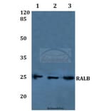 Anti-RALB Antibody from Bioworld Technology (BS60224) - Antibodies.com