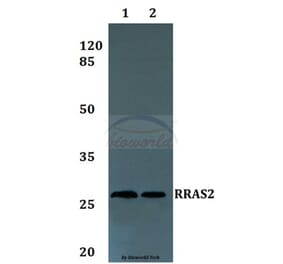 Anti-RRAS2 Antibody from Bioworld Technology (BS60225) - Antibodies.com