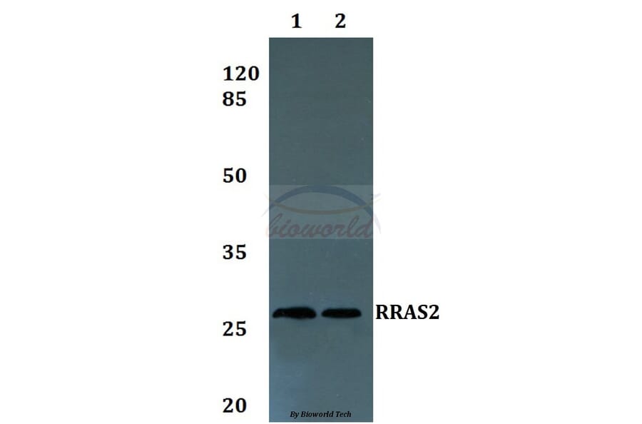 Anti-RRAS2 Antibody from Bioworld Technology (BS60225) - Antibodies.com