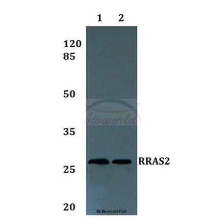 Anti-RRAS2 Antibody from Bioworld Technology (BS60225) - Antibodies.com