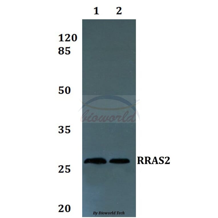 Anti-RRAS2 Antibody from Bioworld Technology (BS60225) - Antibodies.com