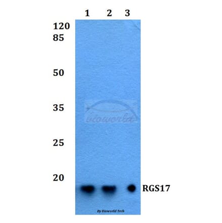 Anti-RGS17 Antibody from Bioworld Technology (BS60229) - Antibodies.com