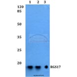 Anti-RGS17 Antibody from Bioworld Technology (BS60229) - Antibodies.com