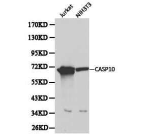 Anti-Caspase 10 Antibody from Bioworld Technology (BS6023) - Antibodies.com