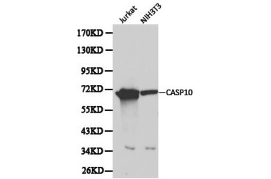 Anti-Caspase 10 Antibody from Bioworld Technology (BS6023) - Antibodies.com