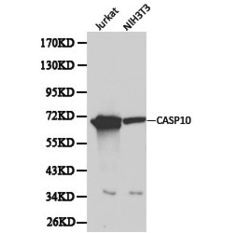 Anti-Caspase 10 Antibody from Bioworld Technology (BS6023) - Antibodies.com