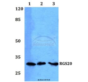 Anti-RGS20 Antibody from Bioworld Technology (BS60230) - Antibodies.com