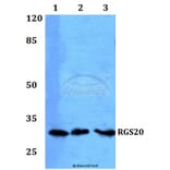 Anti-RGS20 Antibody from Bioworld Technology (BS60230) - Antibodies.com