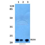 Anti-RGS4 Antibody from Bioworld Technology (BS60231) - Antibodies.com