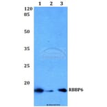 Anti-RBBP6 Antibody from Bioworld Technology (BS60233) - Antibodies.com