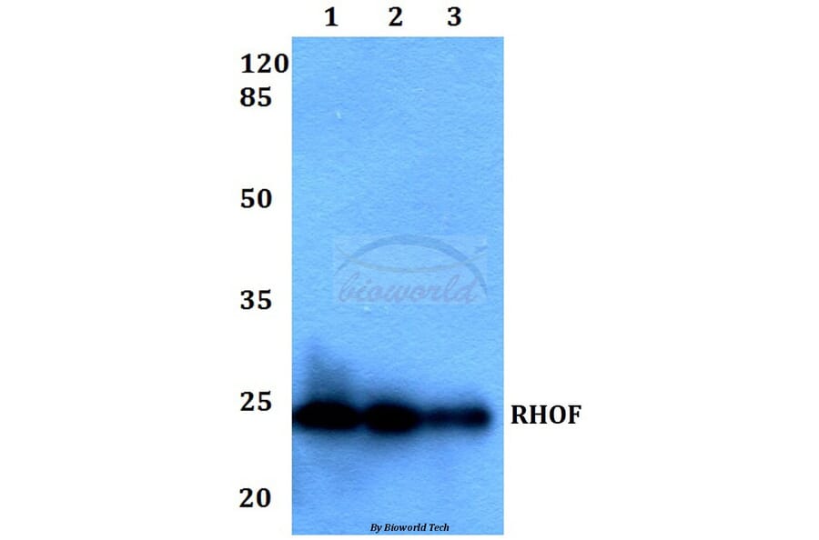 Anti-RHOF Antibody from Bioworld Technology (BS60234) - Antibodies.com