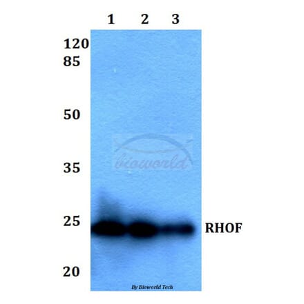 Anti-RHOF Antibody from Bioworld Technology (BS60234) - Antibodies.com
