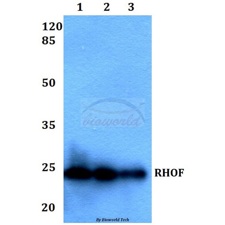 Anti-RHOF Antibody from Bioworld Technology (BS60234) - Antibodies.com