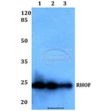 Anti-RHOF Antibody from Bioworld Technology (BS60234) - Antibodies.com
