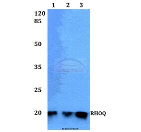 Anti-RHOQ Antibody from Bioworld Technology (BS60235) - Antibodies.com