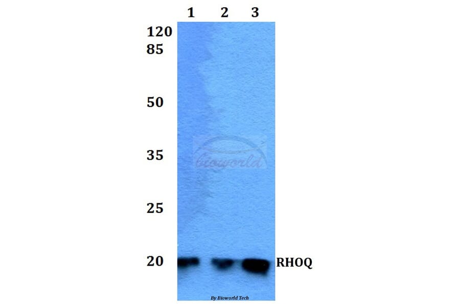 Anti-RHOQ Antibody from Bioworld Technology (BS60235) - Antibodies.com