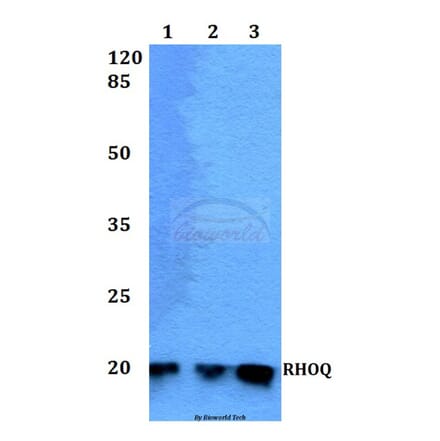 Anti-RHOQ Antibody from Bioworld Technology (BS60235) - Antibodies.com