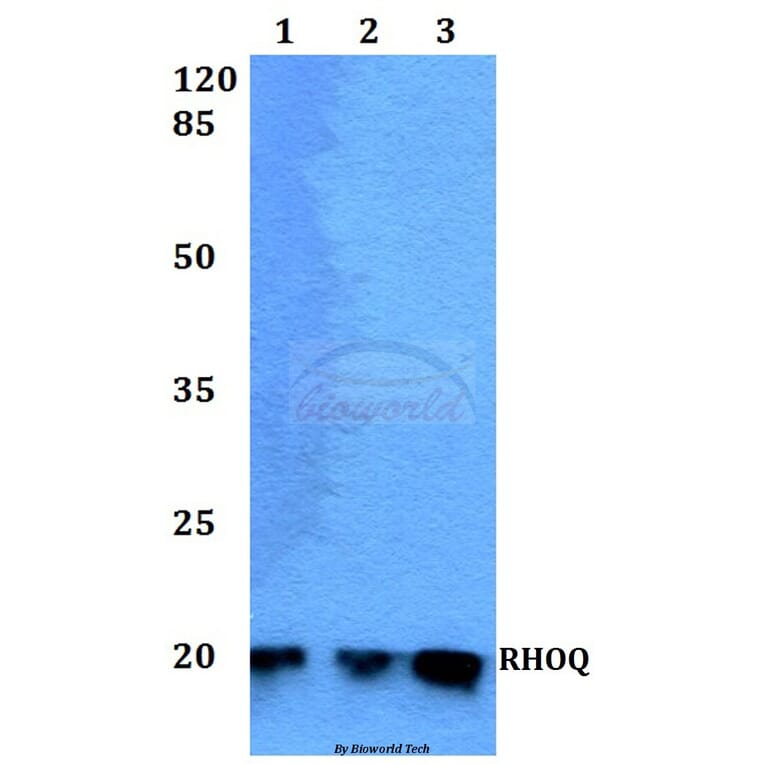 Anti-RHOQ Antibody from Bioworld Technology (BS60235) - Antibodies.com