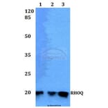 Anti-RHOQ Antibody from Bioworld Technology (BS60235) - Antibodies.com