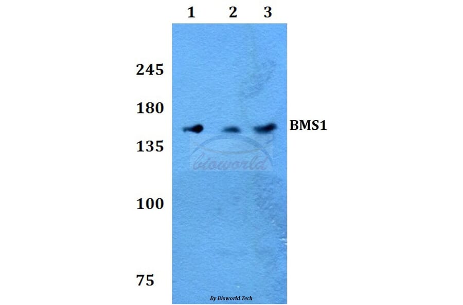 Anti-BMS1 Antibody from Bioworld Technology (BS60236) - Antibodies.com