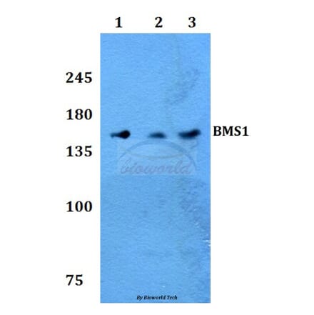 Anti-BMS1 Antibody from Bioworld Technology (BS60236) - Antibodies.com