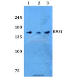 Anti-BMS1 Antibody from Bioworld Technology (BS60236) - Antibodies.com