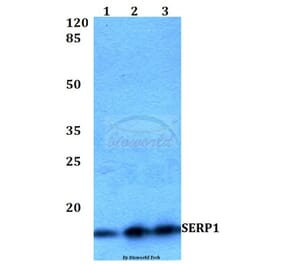 Anti-SERP1 Antibody from Bioworld Technology (BS60237) - Antibodies.com