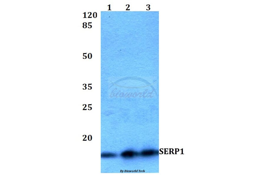 Anti-SERP1 Antibody from Bioworld Technology (BS60237) - Antibodies.com